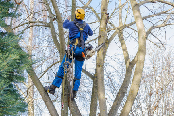 Best Leaf Removal  in Nanuet, NY