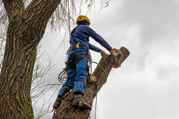 Mulching Services in Nanuet, NY