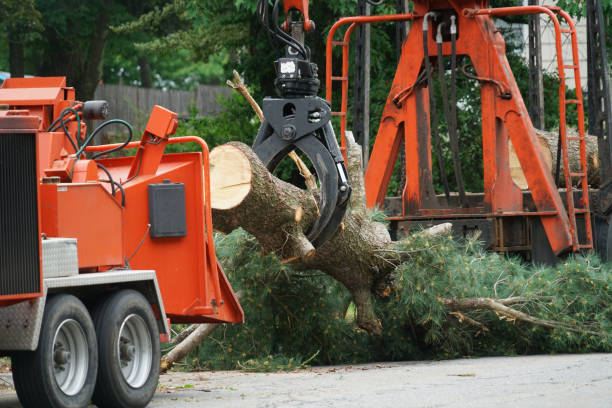 Best Tree Maintenance Programs  in Nanuet, NY